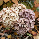 Quels gestes choisir dès maintenant pour préserver les bourgeons d’hortensias ? Grand hortensia aux fleurs séchées dans un jardin d’automne, entouré de feuilles mortes servant de paillage et éclairé par une lumière douce.