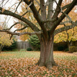 Comment tailler 5 arbres du jardin en automne avant les dégâts de l’hiver ? Jardin familial en automne avec un arbre mature aux branches fragiles repérées et des feuilles dorées au sol, baigné d’une lumière naturelle douce.